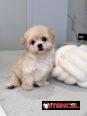 Regalo camada de Bichón Maltés machos y hembras …Mi WhatsApp ((+34 637923815))