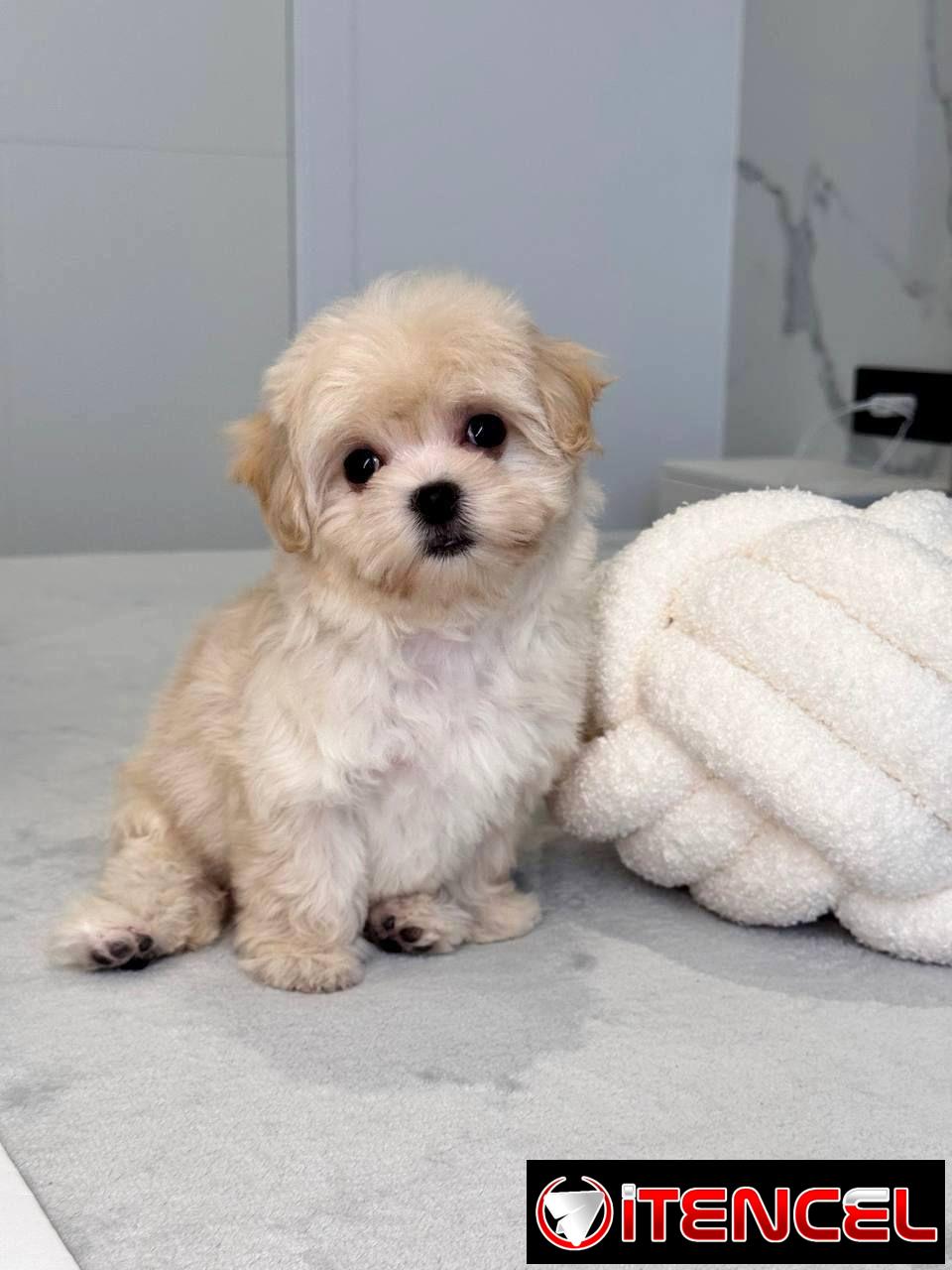 Regalo camada de Bichón Maltés machos y hembras …Mi WhatsApp ((+34 637923815))