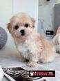 Regalo camada de Bichón Maltés machos y hembras …Mi WhatsApp ((+34 637923815))