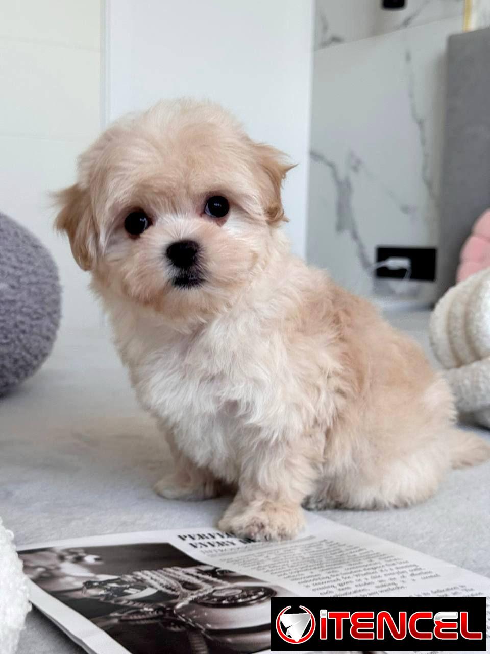 Regalo camada de Bichón Maltés machos y hembras …Mi WhatsApp ((+34 637923815))