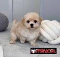 Regalo camada de Bichón Maltés machos y hembras …Mi WhatsApp ((+34 637923815))