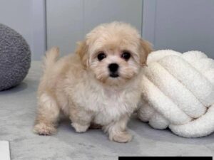 2e6177f7-095c-43cd-8cff-3e38fa2bb3cc