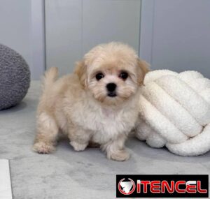 Regalo camada de Bichón Maltés machos y hembras ...Mi WhatsApp ((+34 637923815))