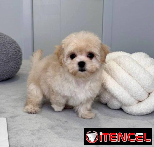 Regalo camada de Bichón Maltés machos y hembras …Mi WhatsApp ((+34 637923815))