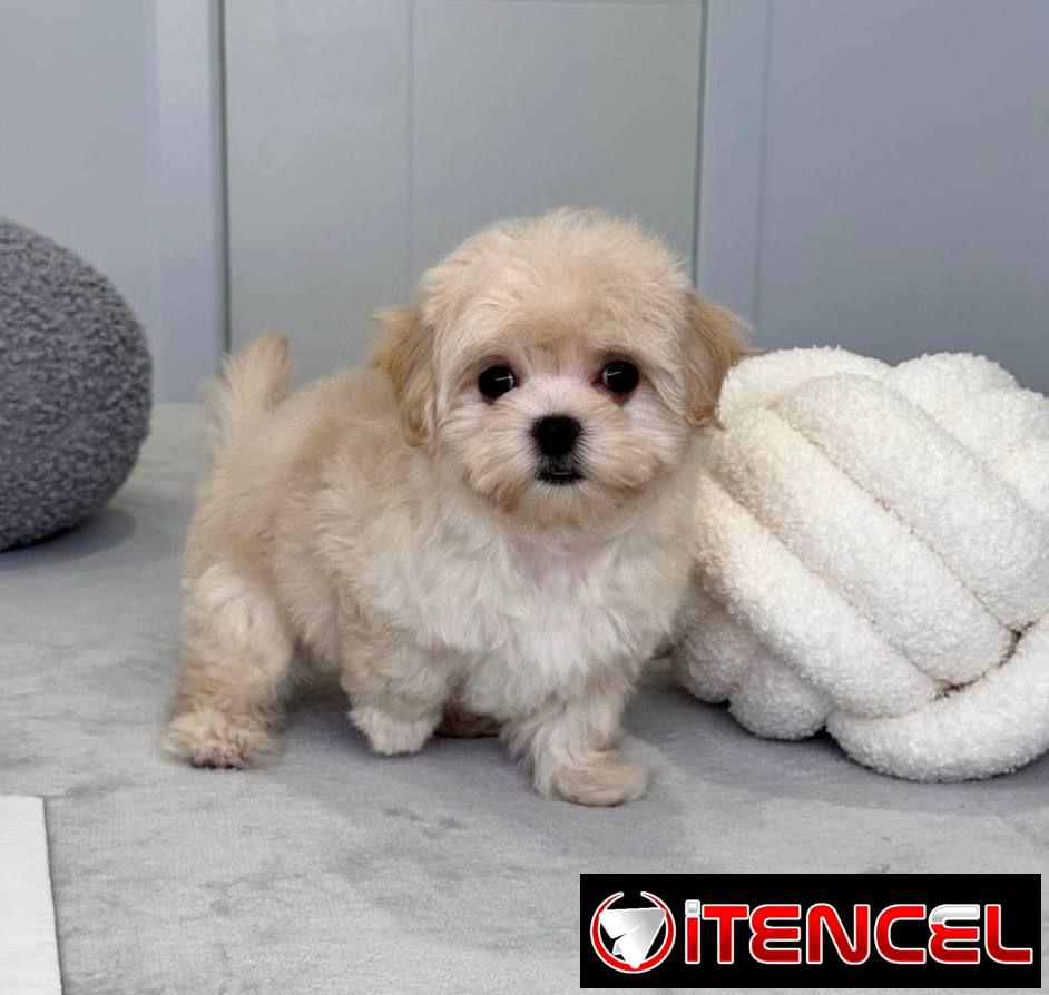 Regalo camada de Bichón Maltés machos y hembras …Mi WhatsApp ((+34 637923815))