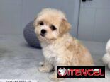 Regalo camada de Bichón Maltés machos y hembras …Mi WhatsApp ((+34 637923815))