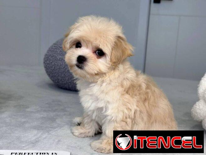 Regalo camada de Bichón Maltés machos y hembras …Mi WhatsApp ((+34 637923815))