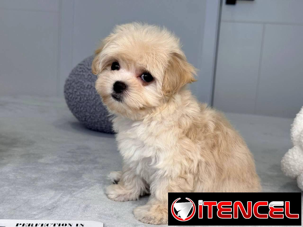 Regalo camada de Bichón Maltés machos y hembras …Mi WhatsApp ((+34 637923815))