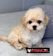 Regalo camada de Bichón Maltés machos y hembras …Mi WhatsApp ((+34 637923815))