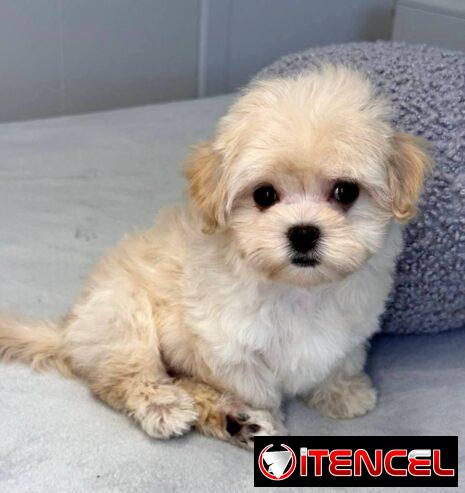 Regalo camada de Bichón Maltés machos y hembras …Mi WhatsApp ((+34 637923815))