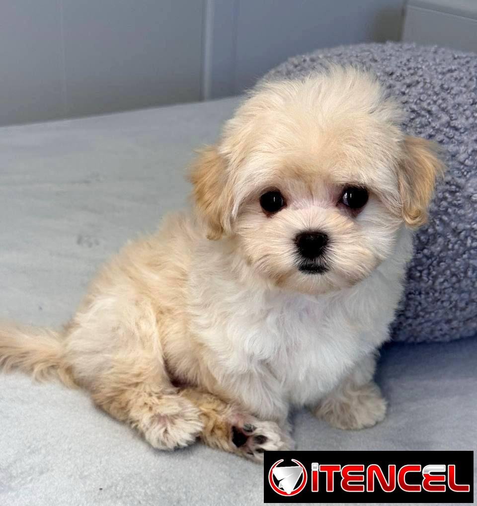 Regalo camada de Bichón Maltés machos y hembras …Mi WhatsApp ((+34 637923815))