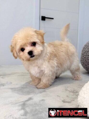 Regalo camada de Bichón Maltés machos y hembras …Mi WhatsApp ((+34 637923815))