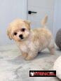 Regalo camada de Bichón Maltés machos y hembras …Mi WhatsApp ((+34 637923815))