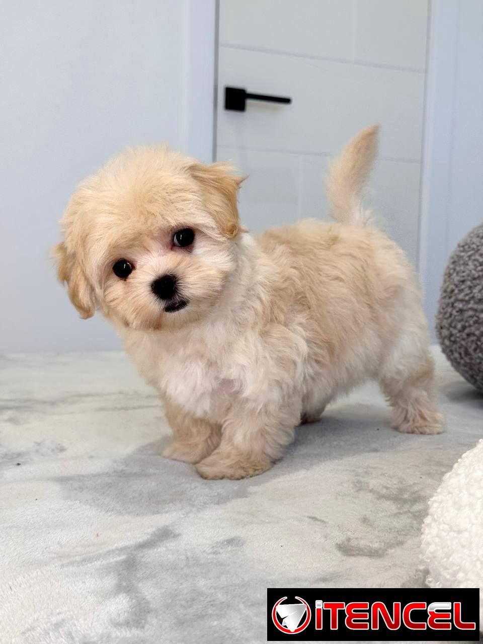 Regalo camada de Bichón Maltés machos y hembras …Mi WhatsApp ((+34 637923815))