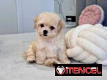 Regalo camada de Bichón Maltés machos y hembras …Mi WhatsApp ((+34 637923815))