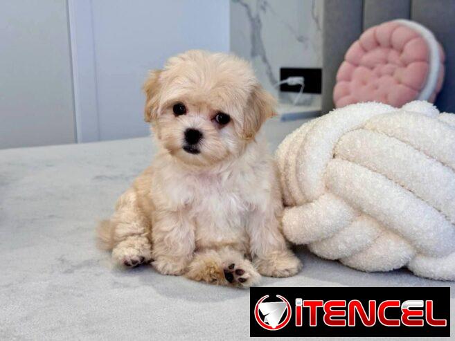 Regalo camada de Bichón Maltés machos y hembras …Mi WhatsApp ((+34 637923815))