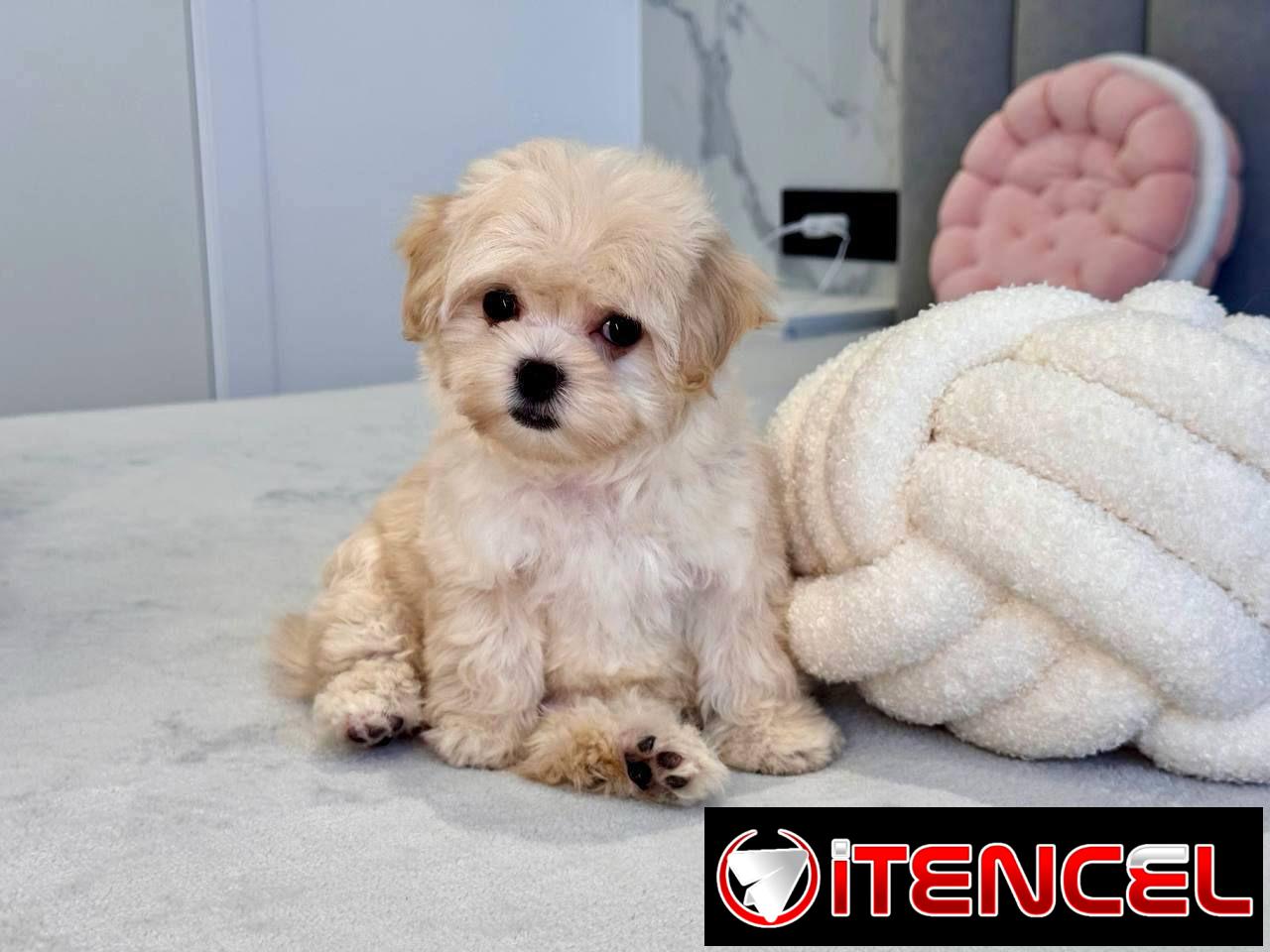 Regalo camada de Bichón Maltés machos y hembras …Mi WhatsApp ((+34 637923815))