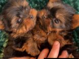 YORKSHIRE TERRIER