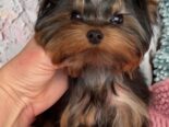 YORKSHIRE TERRIER