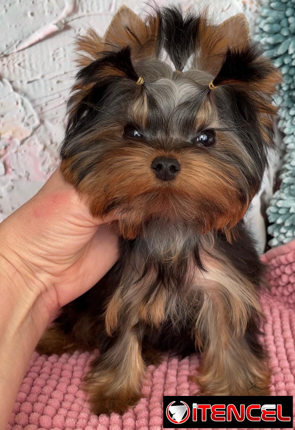YORKSHIRE TERRIER
