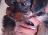 Cachorro yorkie macho muy lindo