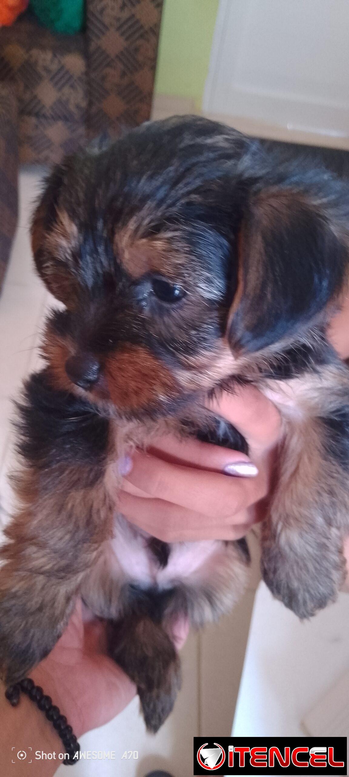 Cachorro yorkie macho muy lindo