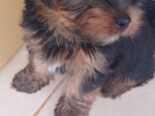 Cachorro yorkie macho muy lindo