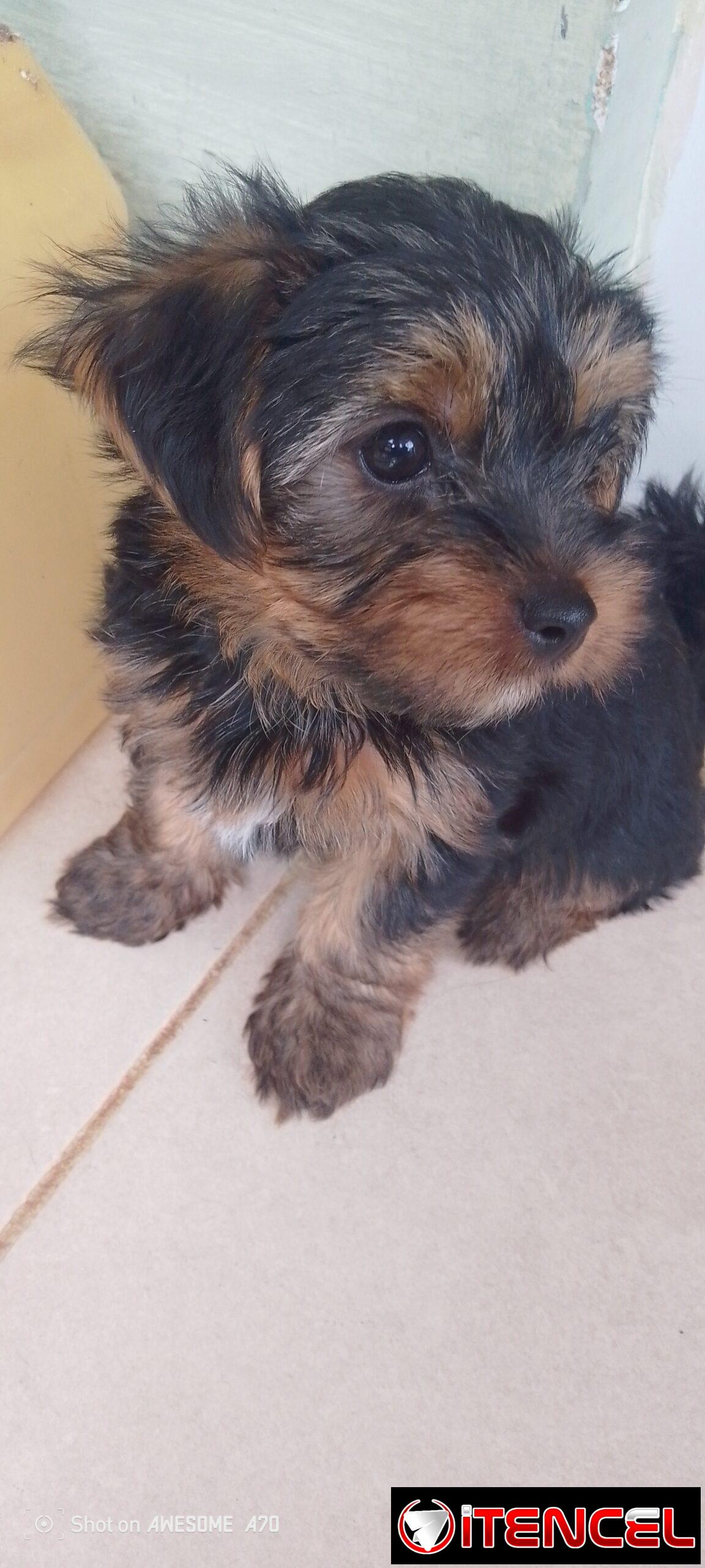 Cachorro yorkie macho muy lindo