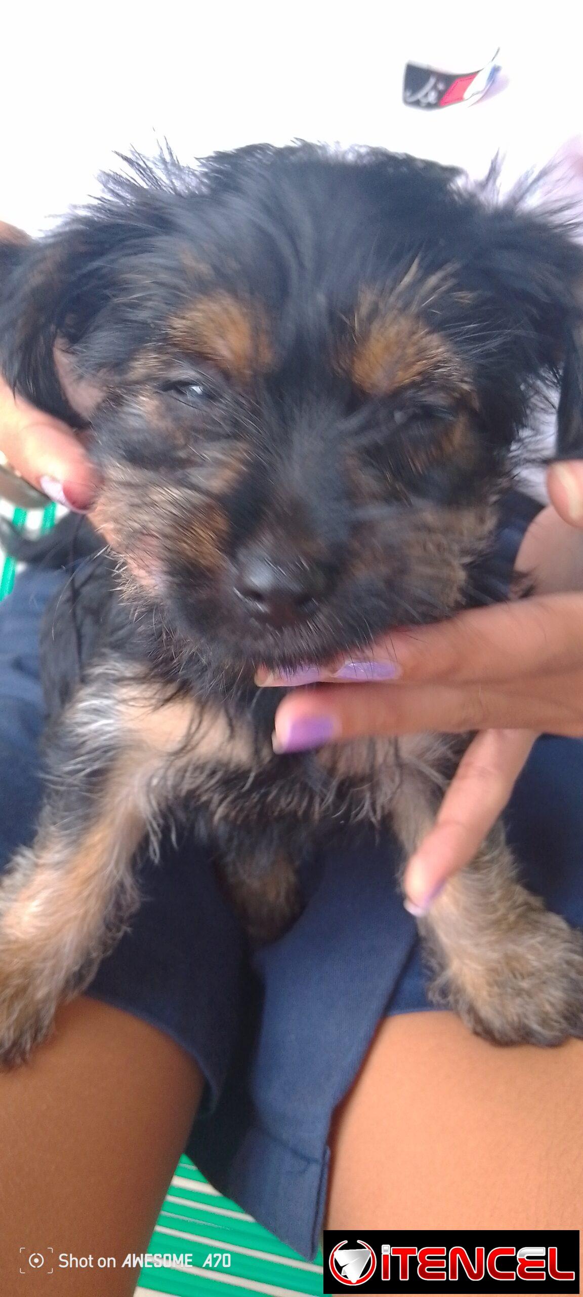 Cachorro yorkie