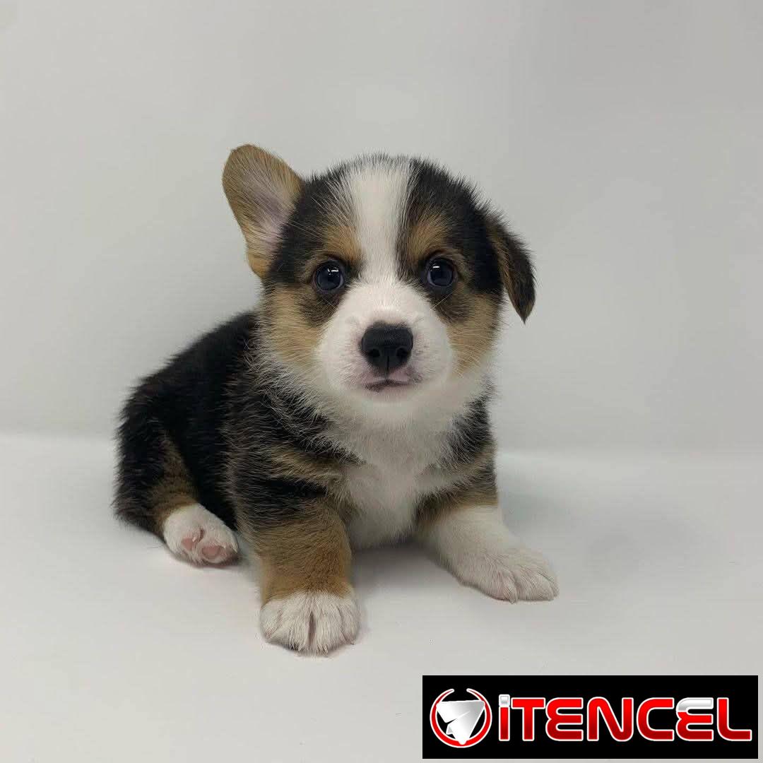 REGALO PRECIOSOS CACHORROS DE CORGI MINI TOY