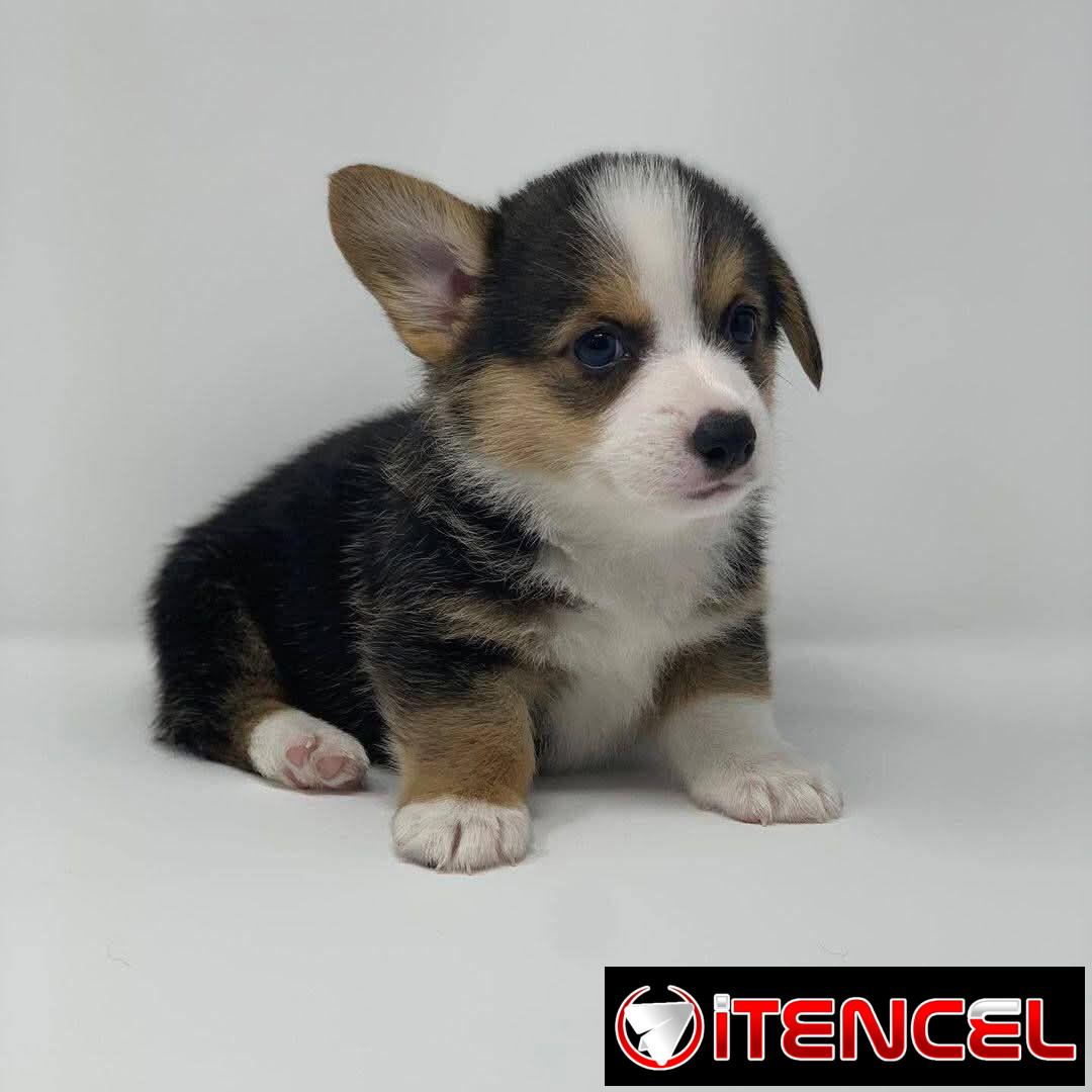 REGALO PRECIOSOS CACHORROS DE CORGI MINI TOY