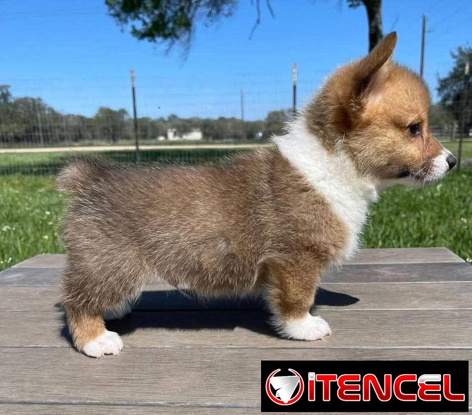 REGALO PRECIOSOS CACHORROS DE CORGI MINI TOY((+34637923815))