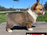 REGALO PRECIOSOS CACHORROS DE CORGI MINI TOY((+34637923815))
