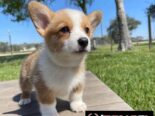REGALO PRECIOSOS CACHORROS DE CORGI MINI TOY