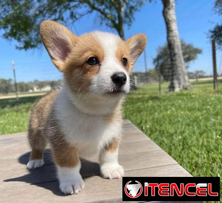 REGALO PRECIOSOS CACHORROS DE CORGI MINI TOY