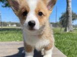 REGALO PRECIOSOS CACHORROS DE CORGI MINI TOY((+34637923815))