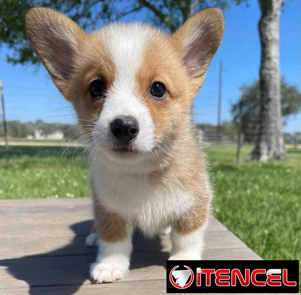 REGALO PRECIOSOS CACHORROS DE CORGI MINI TOY((+34637923815))