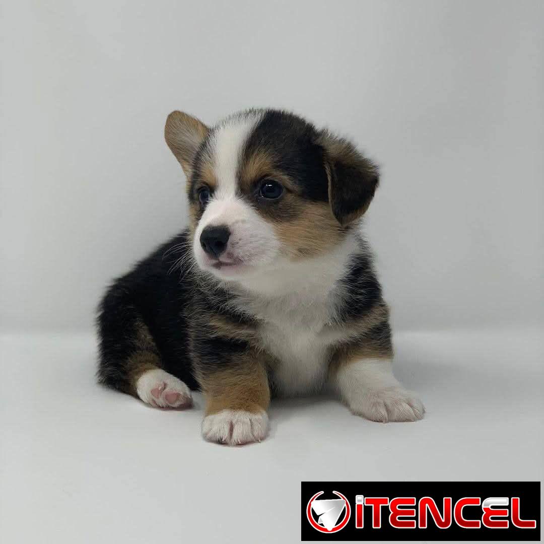 REGALO PRECIOSOS CACHORROS DE CORGI MINI TOY