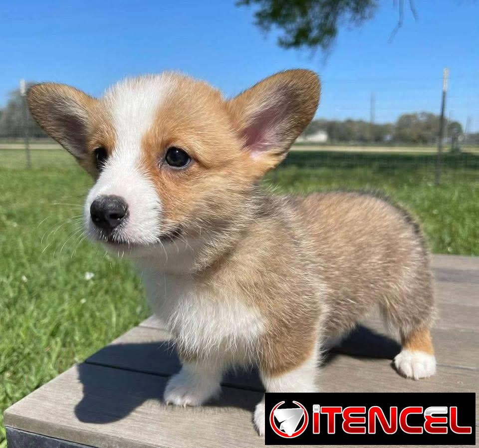 REGALO PRECIOSOS CACHORROS DE CORGI MINI TOY