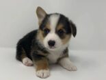 REGALO PRECIOSOS CACHORROS DE CORGI MINI TOY((+34637923815))