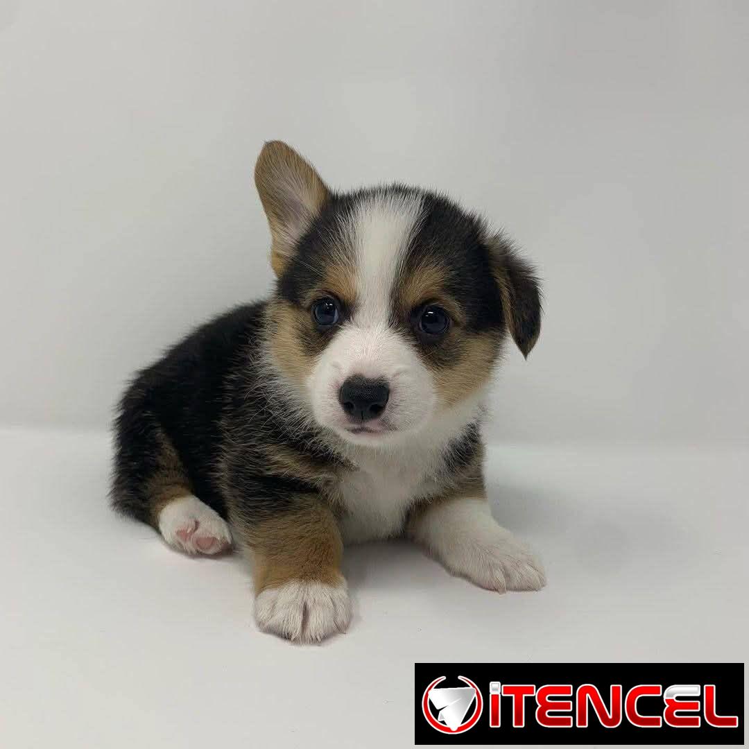 REGALO PRECIOSOS CACHORROS DE CORGI MINI TOY