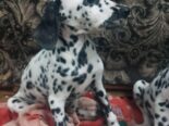 Perrito dálmata legítimo