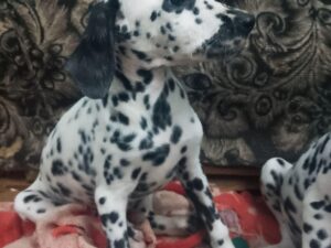 1aa46683-c3c0-4557-a4d5-ca7f8f178a9d