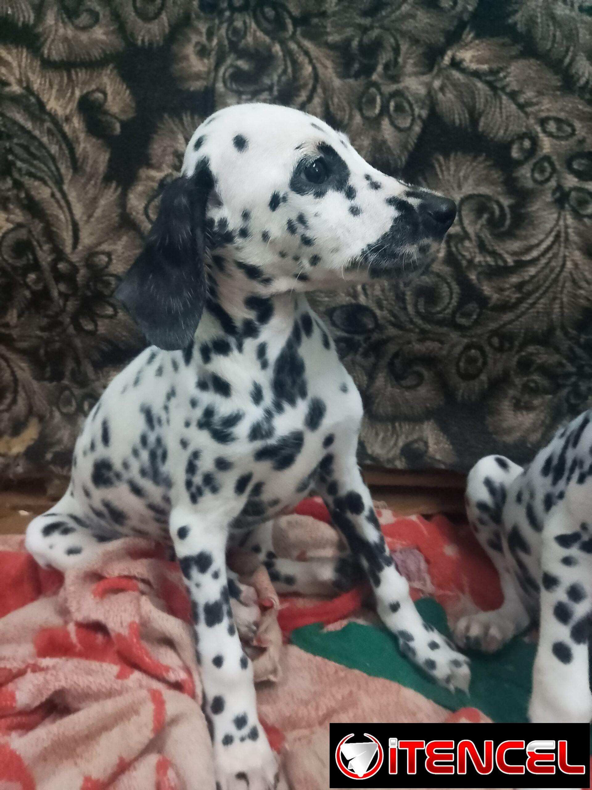 Perrito dálmata legítimo