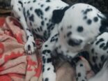 Perrito dálmata legítimo
