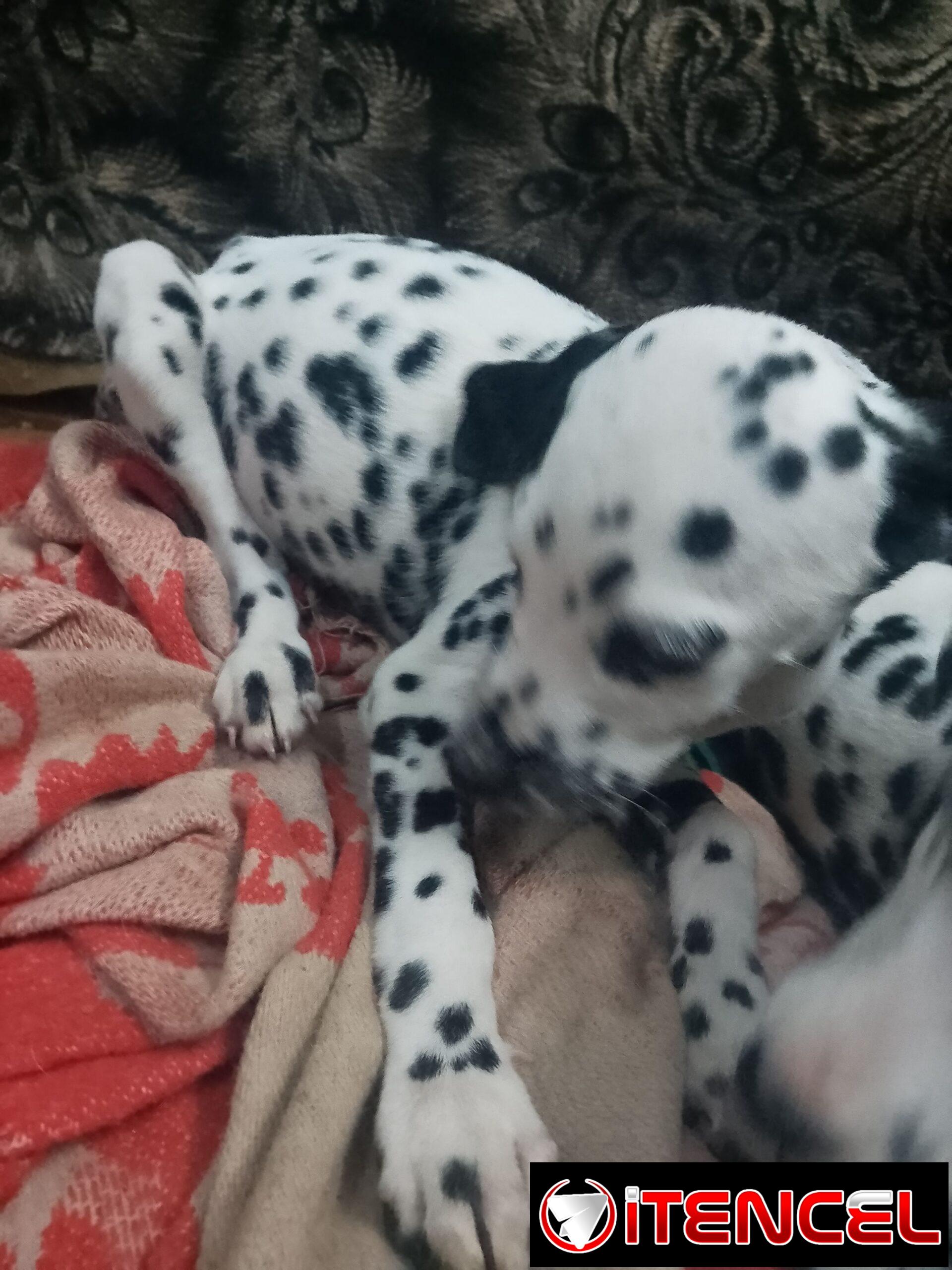 Perrito dálmata legítimo