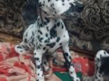 Perrito dálmata legítimo