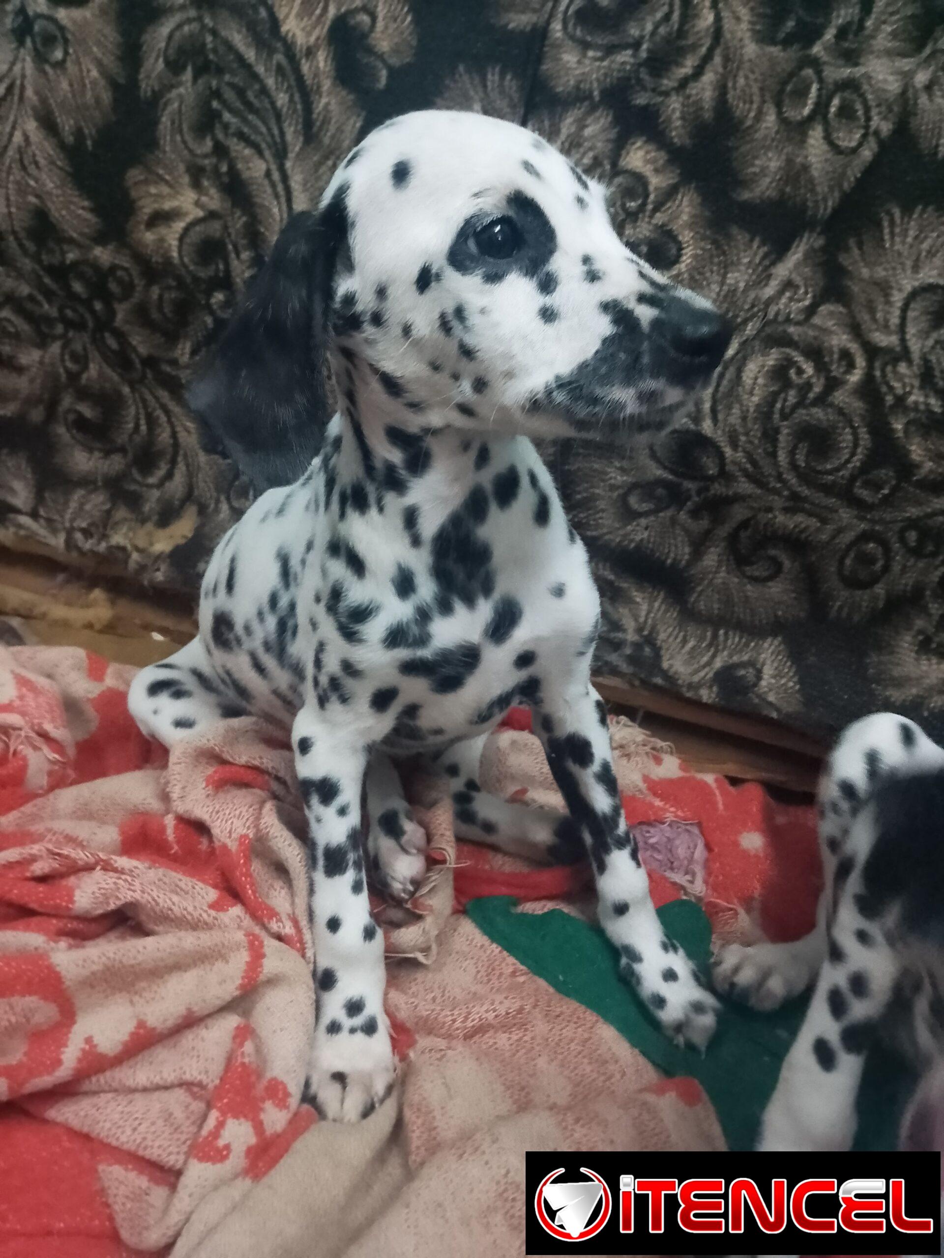 Perrito dálmata legítimo