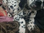Perrito dálmata legítimo