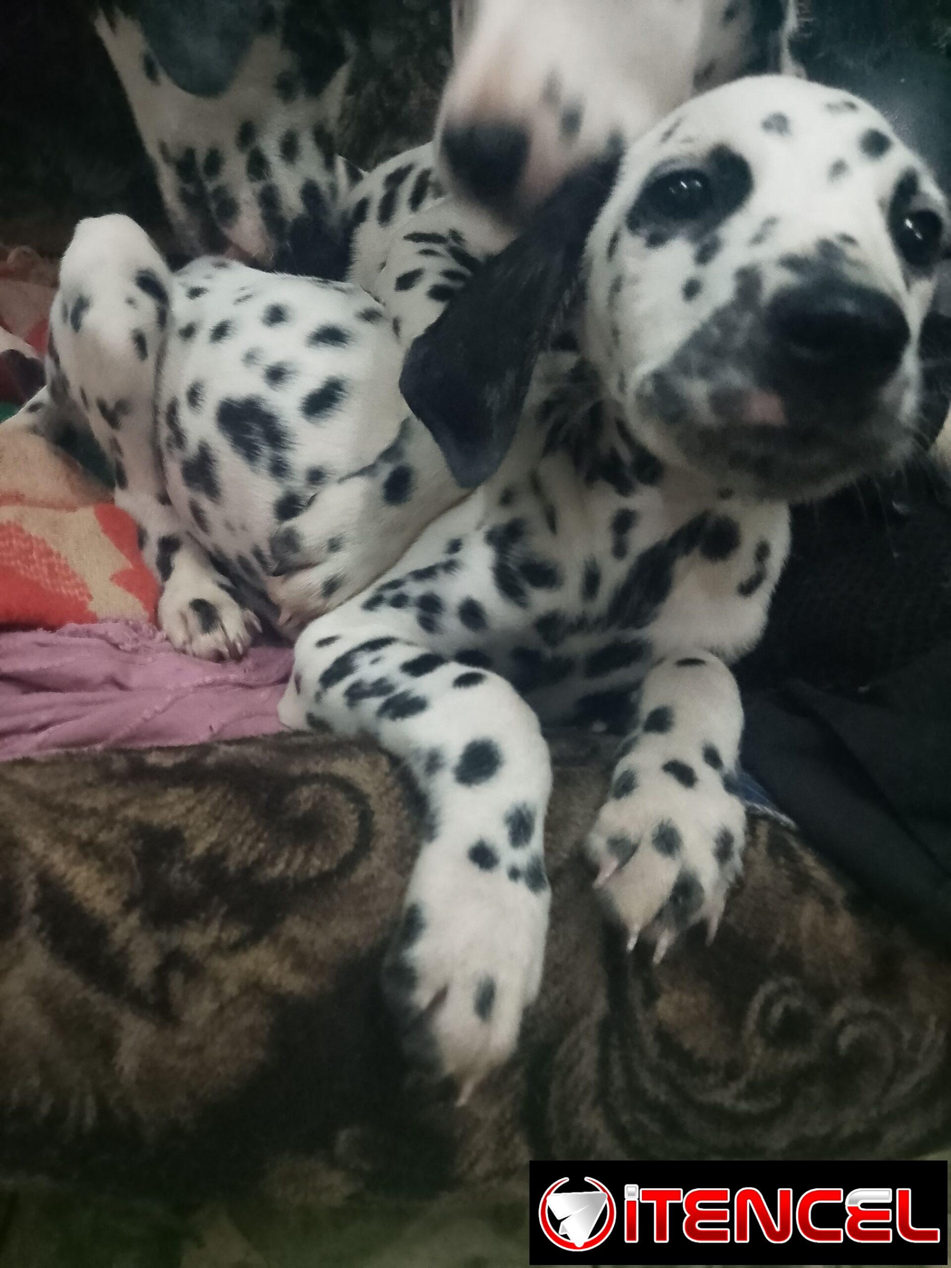 Perrito dálmata legítimo